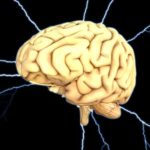 brain 1